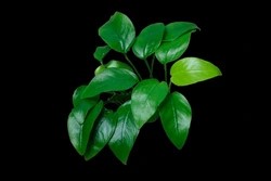 Anubias Nana:  Pot