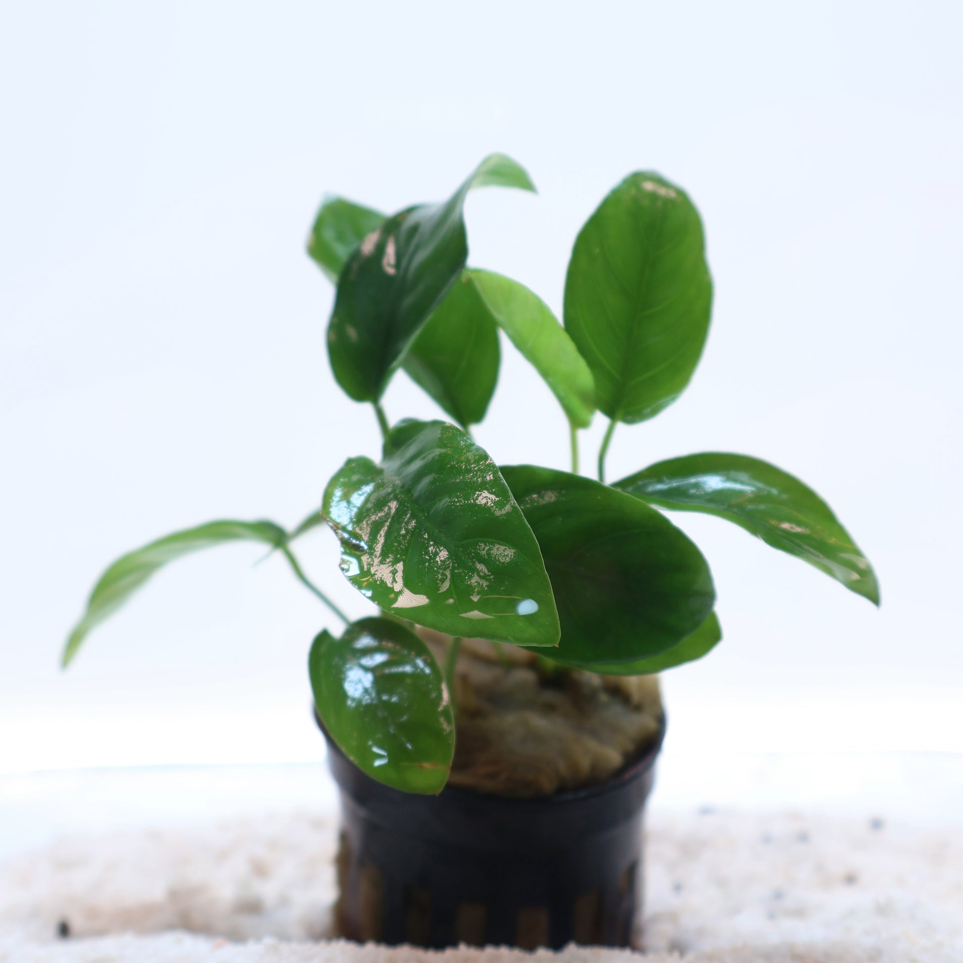 nana plant pot Plant : Anubias Nana : Pot – Sanctuary Aquatics