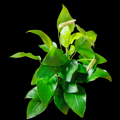 Anubias Nana Golden:  Pot