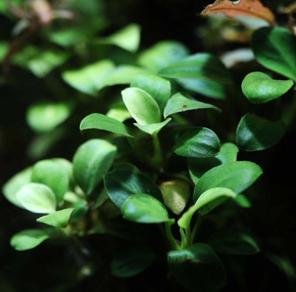 Anubias Nana Petite:  On Driftwood