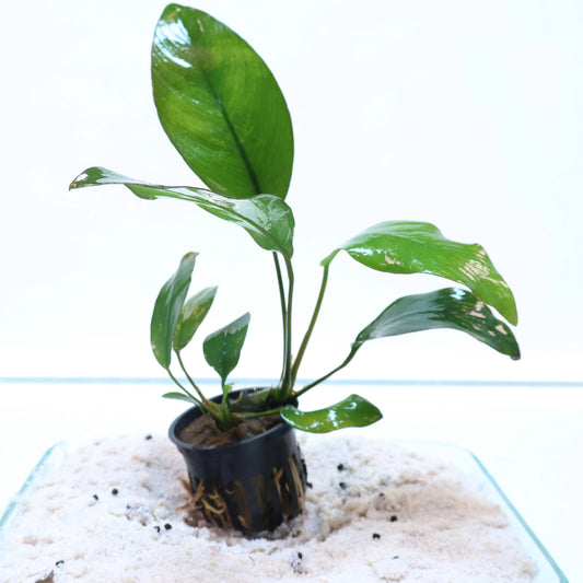 Anubias Nancon:  Pot