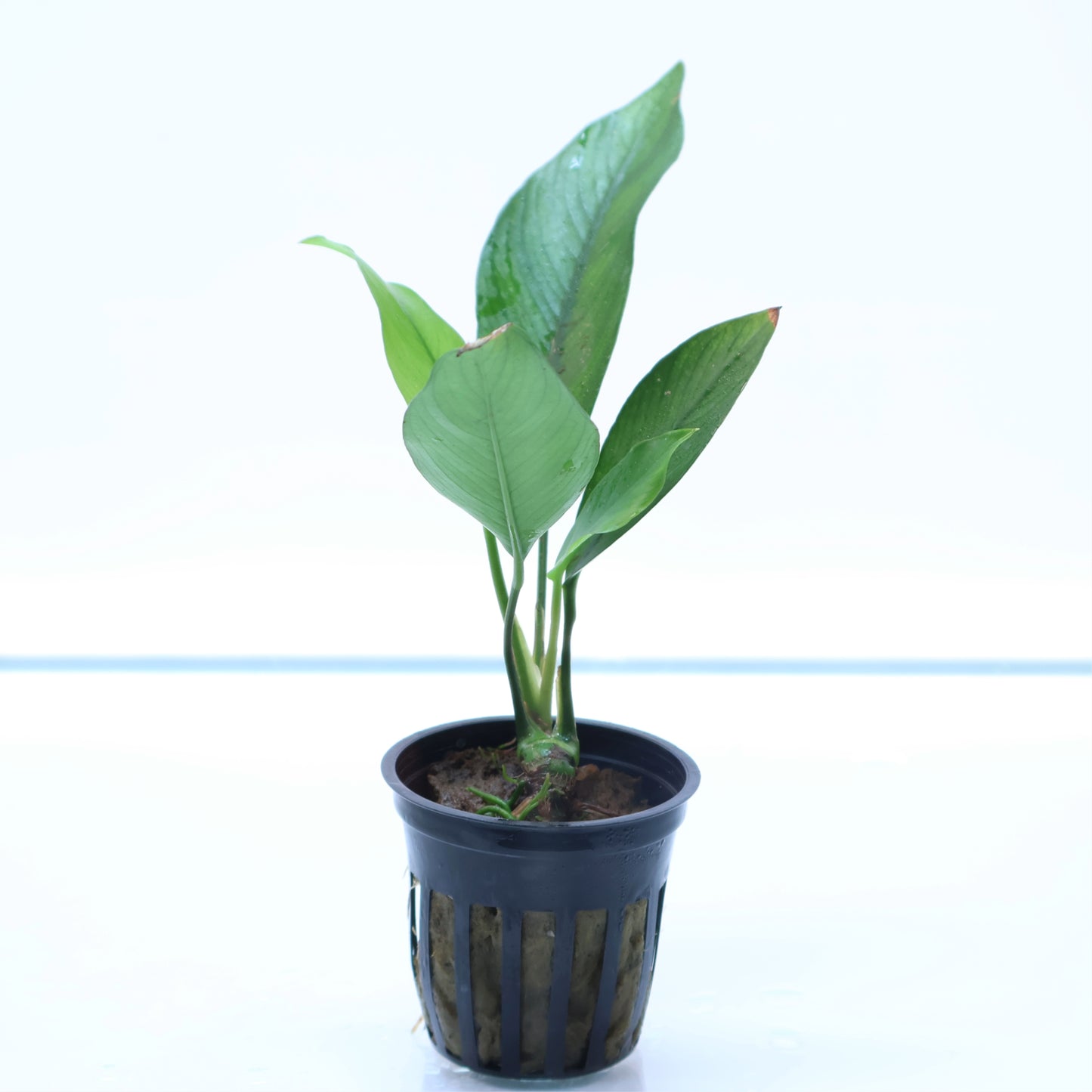 Anubias Nancon:  Pot