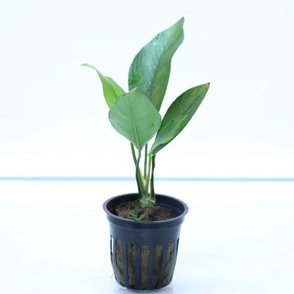 Anubias Nancon:  Pot