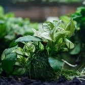 Anubias Nana Pinto:  Tissue Culture