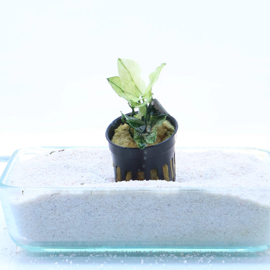 Anubias Pinto:  Pot