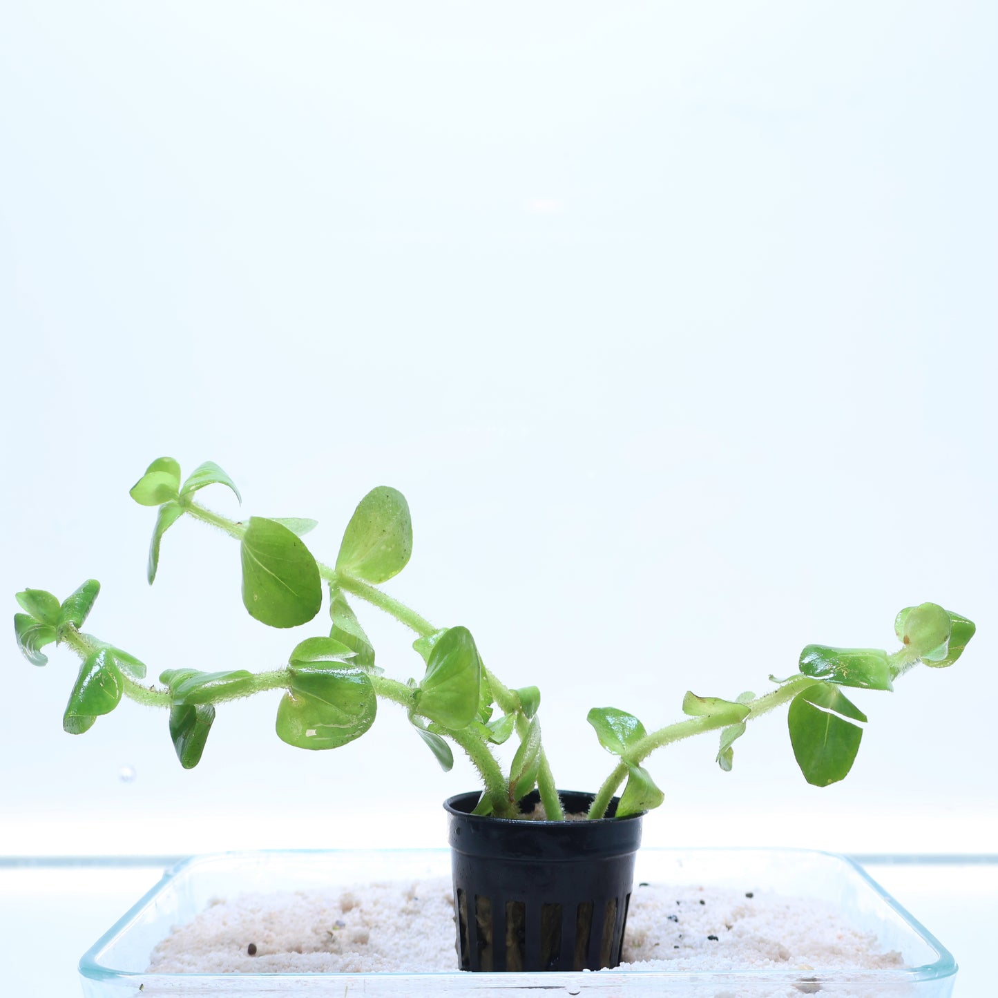Bacopa Amplexicaulis: Pot