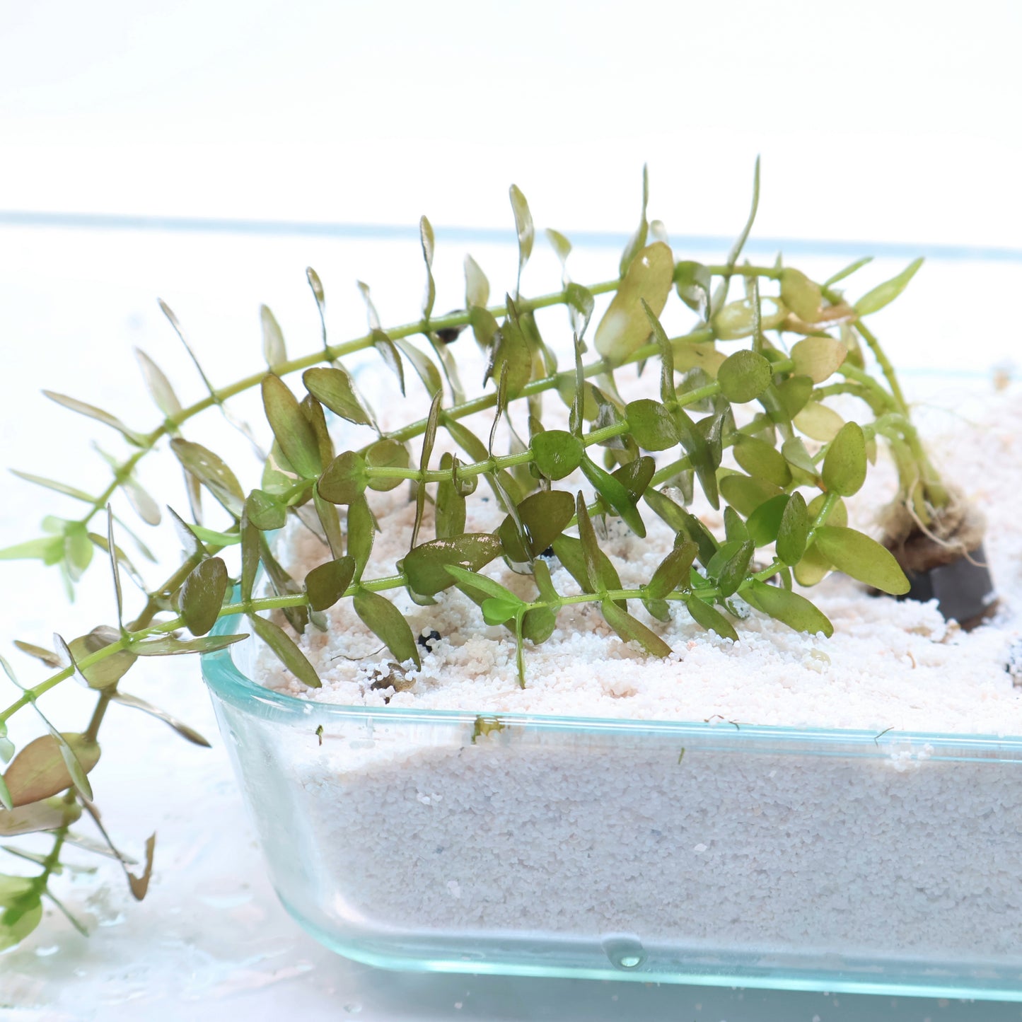 Bacopa Caroliniana Red:  Lead Bunch