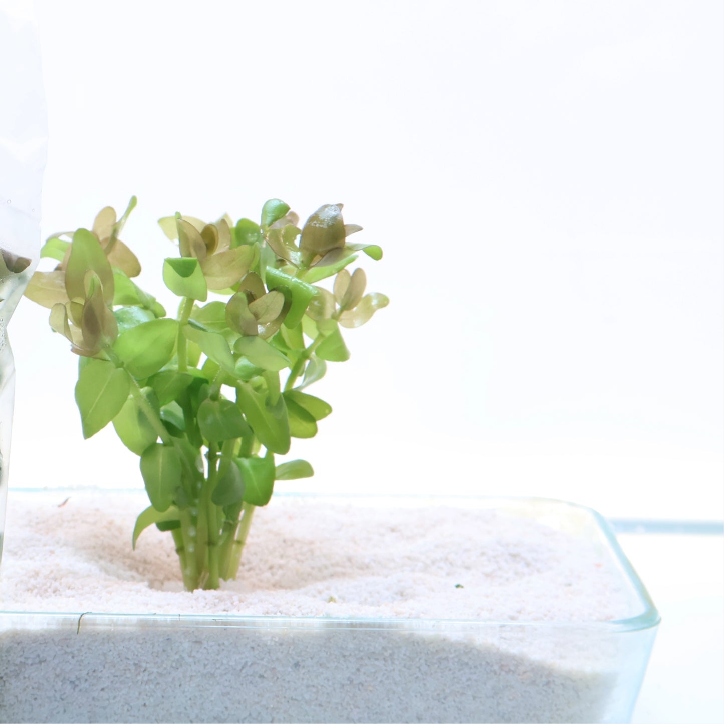 Bacopa Caroliniana Red:  Lead Bunch