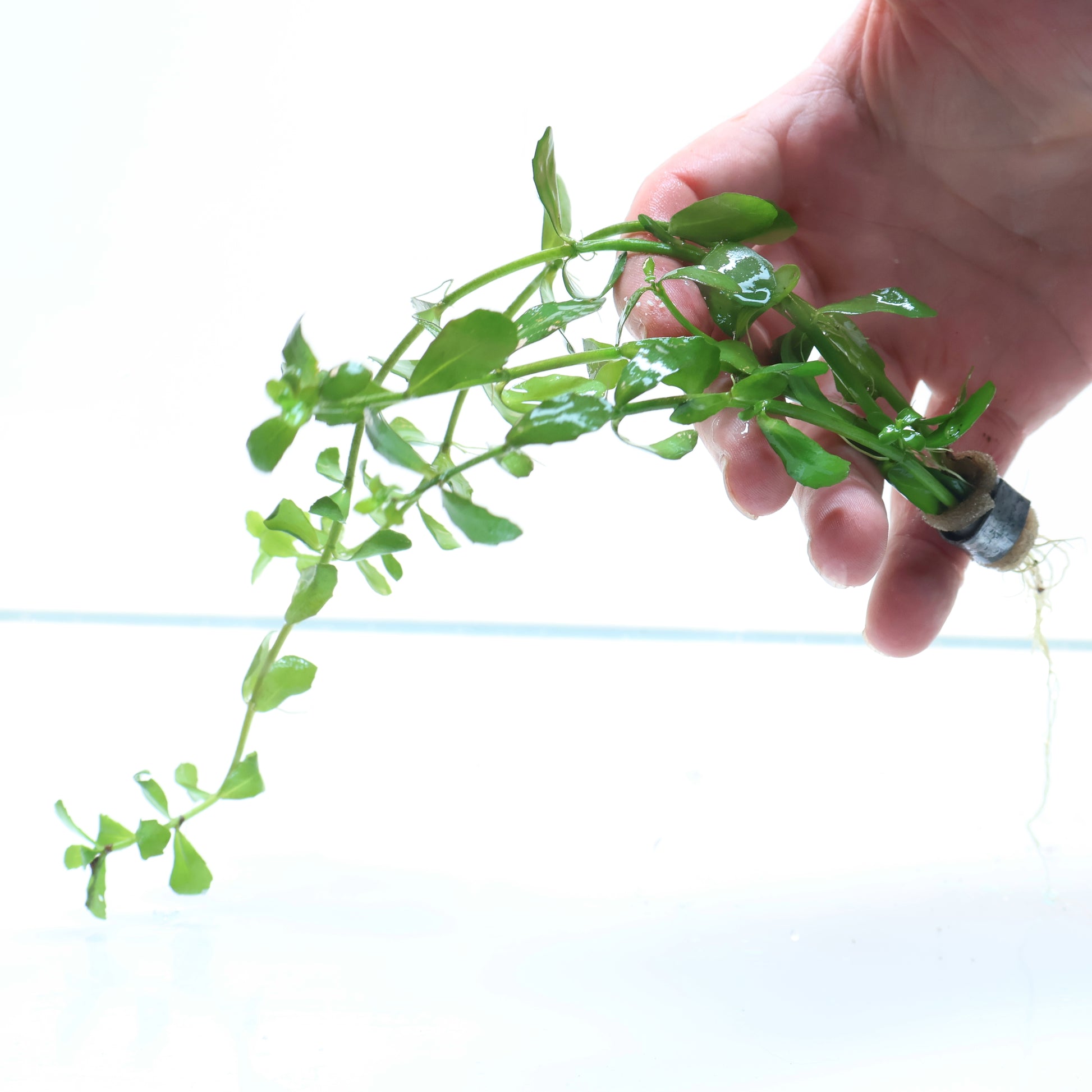 money wart plant Plant : Bacopa Monnieri Moneywort : Lead Bunch – Sanctuary Aquatics