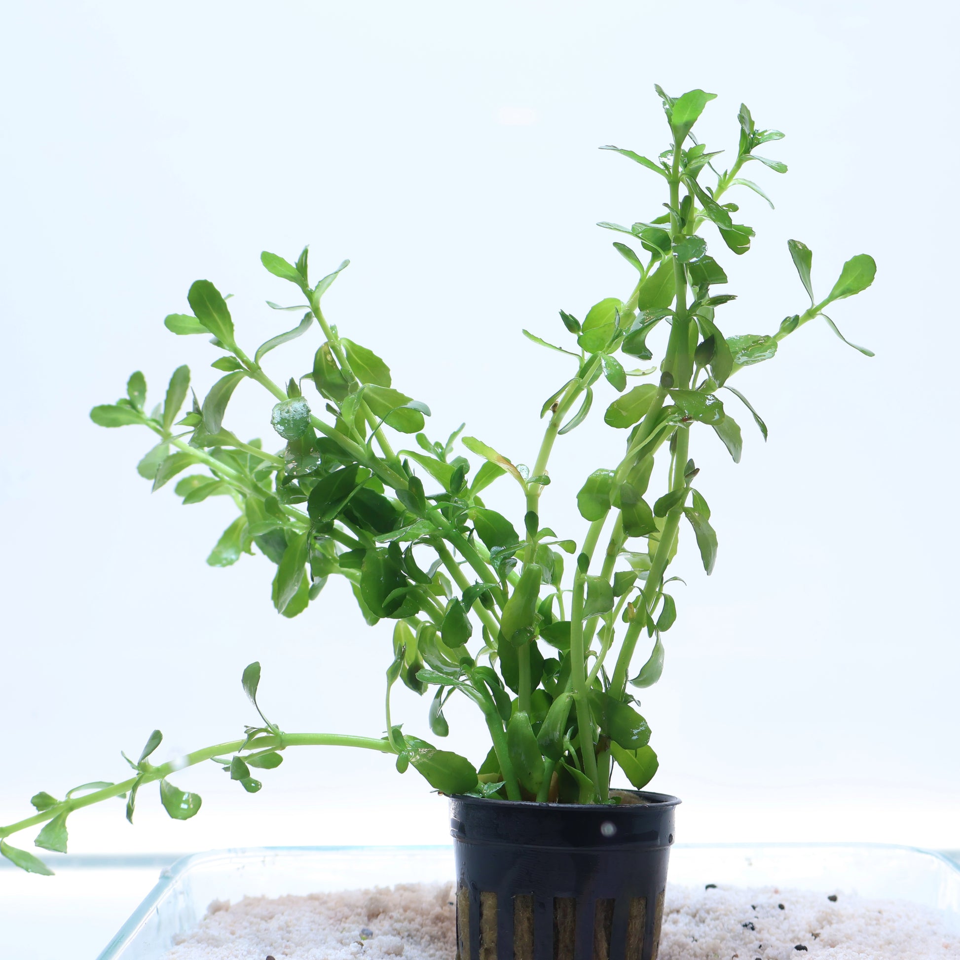 bacopa potted plant Plant : Bacopa Monnieri Moneywort : Pot – Sanctuary Aquatics