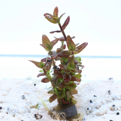 Bacopa Salzmannii Purple: Lead Bunch