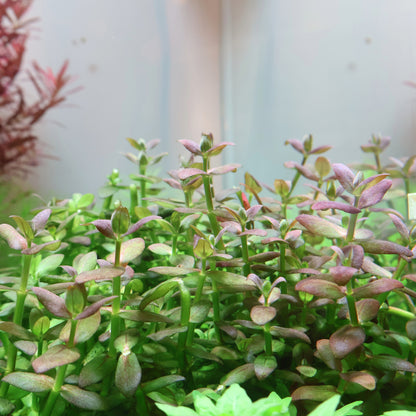 Bacopa Salzmannii Purple: Lead Bunch