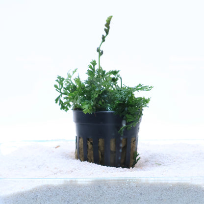 Bolbitis Heteroclita Difformis Mini (Baby Leaf):  Pot