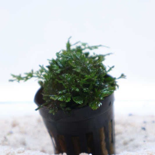 Bolbitis Heteroclita Difformis Mini (Baby Leaf):  Pot