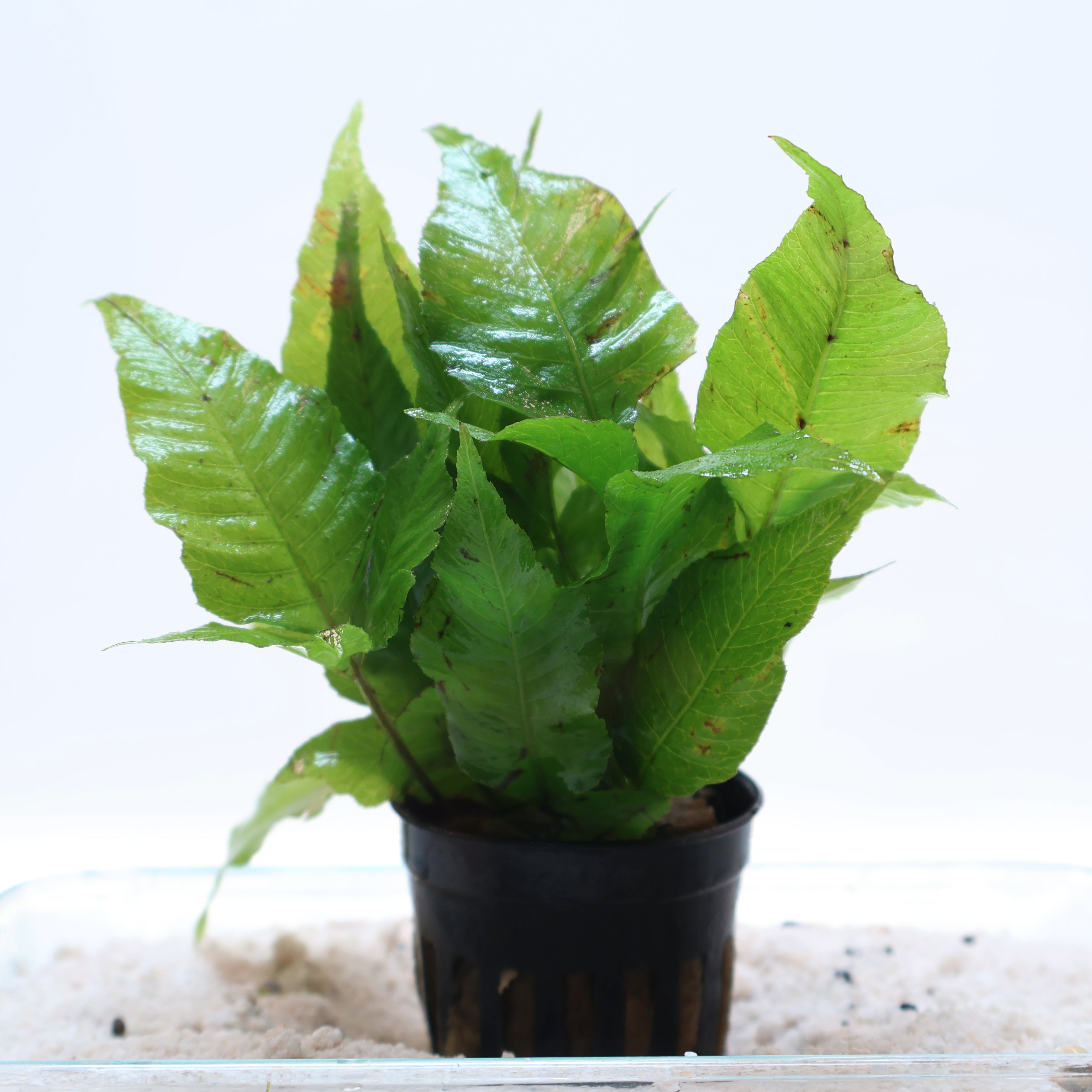 Plant Bolbitis Heteroclita El Nino Fern Pot Sanctuary Aquatics plant-bolbitis-heteroclita-el-nino-fern-pot-sanctuary-aquatics