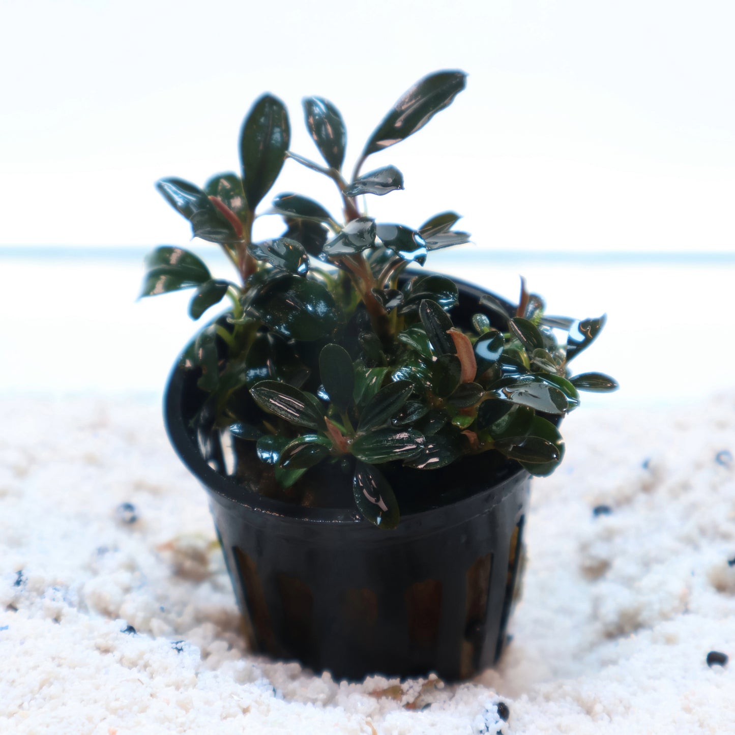 Bucephalandra Arrogant Blue:  Pot