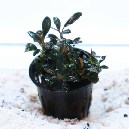 Bucephalandra Arrogant Blue:  Pot