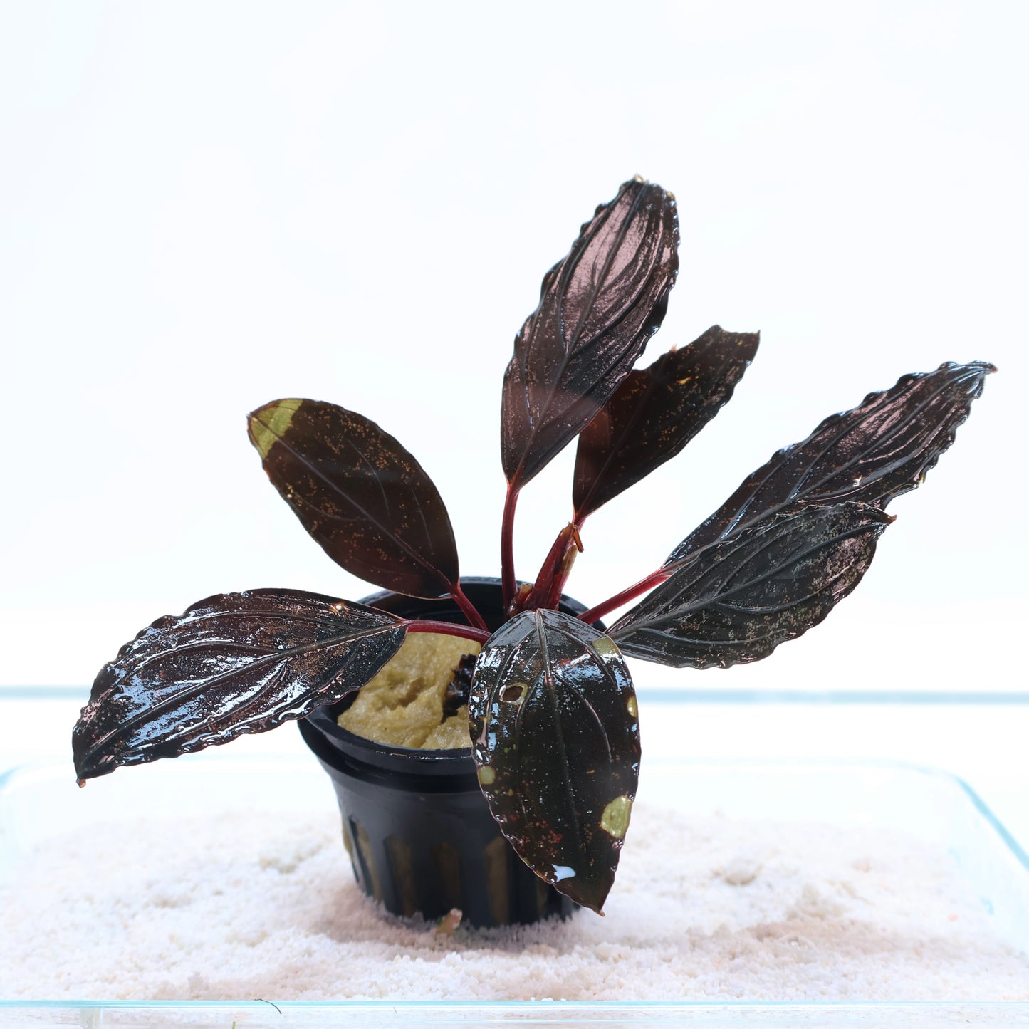 Bucephalandra Dark Skeleton King: Pot