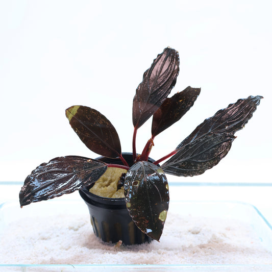 Bucephalandra Dark Skeleton King: Pot