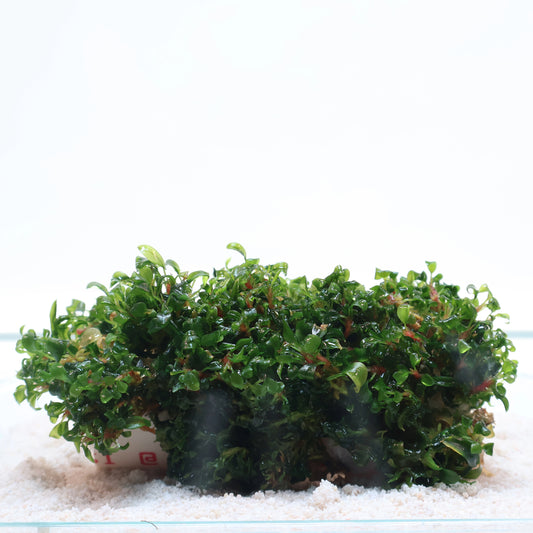 Bucephalandra Godzilla Green Bonsai:  Pot