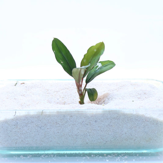 Bucephalandra Green Broad Leaf:  Pot