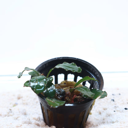 Bucephalandra Green Skeleton King:  Pot