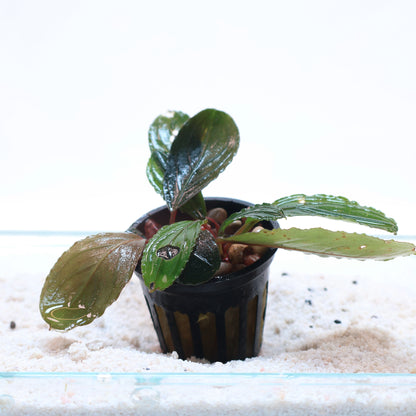 Bucephalandra Green Skeleton King:  Pot