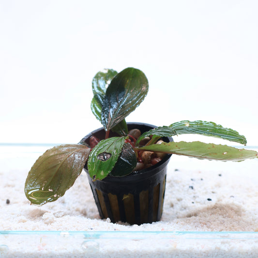 Bucephalandra Green Skeleton King:  Pot