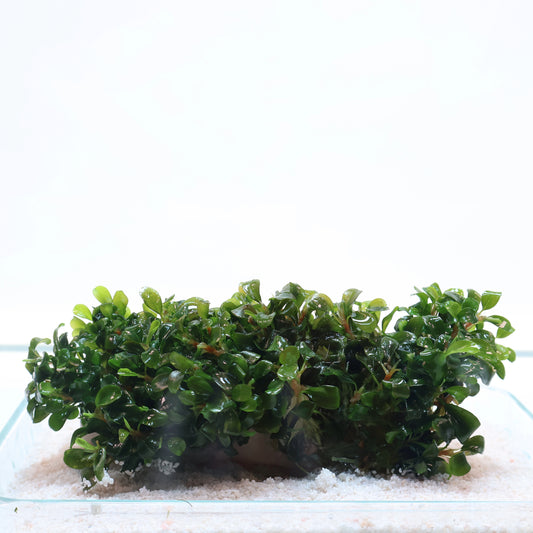 Bucephalandra Green Wavy:  Pot