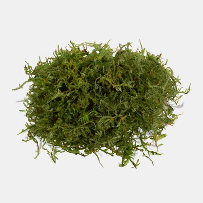 Vesicularia Dubyana Montagnei Christmas Moss:  On Stainless Steel