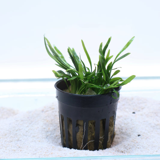 Cryptocoryne Lucens:  Pot