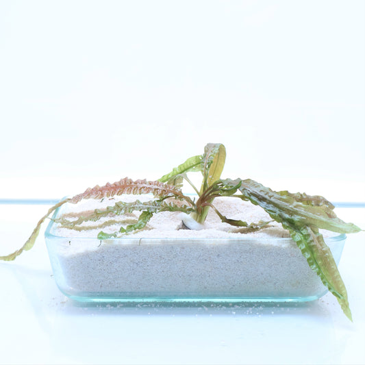 Cryptocoryne Balansae:  Lead Bunch