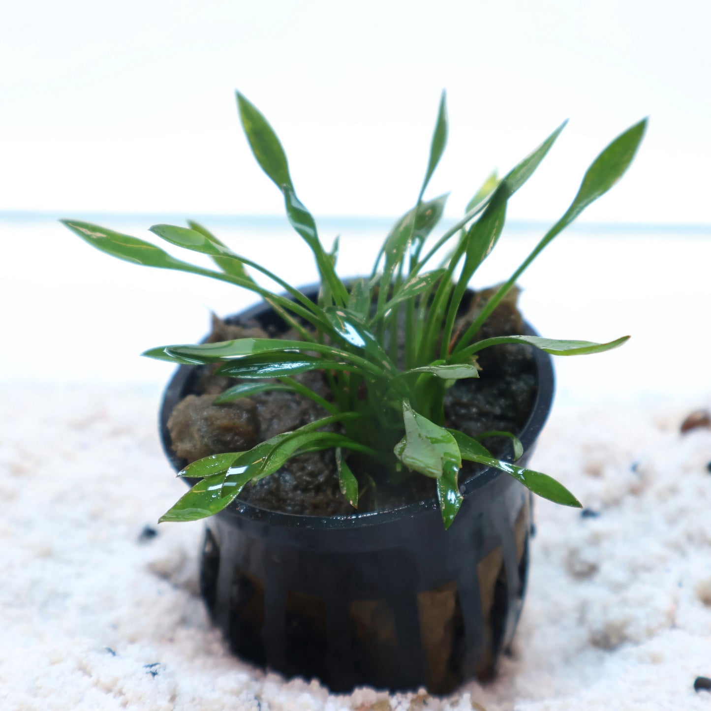 Cryptocoryne Parva : Pot