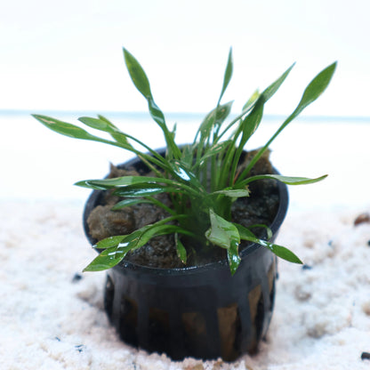 Cryptocoryne Parva : Pot
