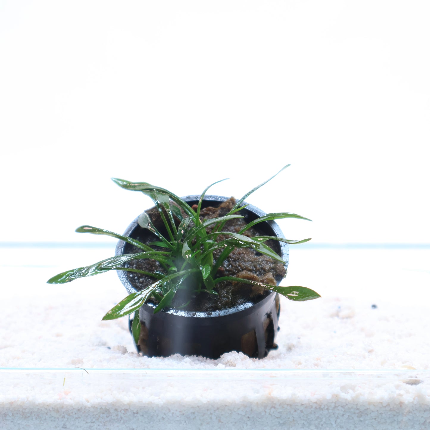 Cryptocoryne Parva : Pot