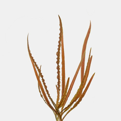 Cryptocoryne Retrospiralis: Lead Bunch