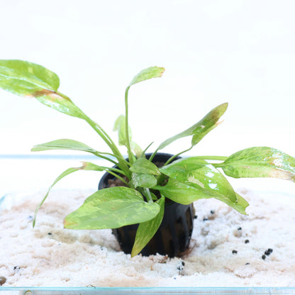 Echinodorus Cordifolius Radican Sword: Pot