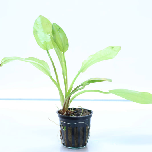 Echinodorus Cordifolius Radican Sword: Pot