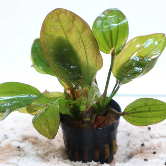 Echinodorus Ozelot Narrow Mini Sword: Pot