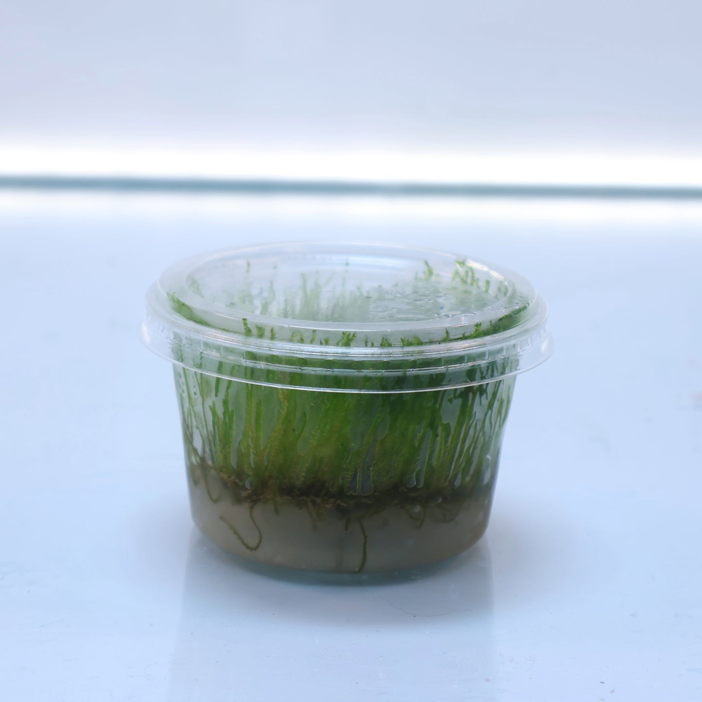 Taxiphyllum sp. Flame Moss: Tissue Culture