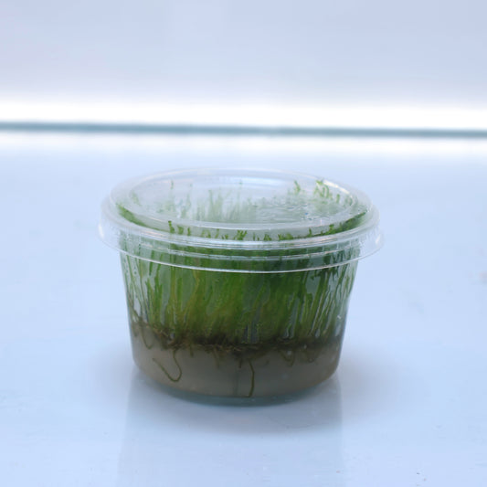 Taxiphyllum sp. Flame Moss: Tissue Culture