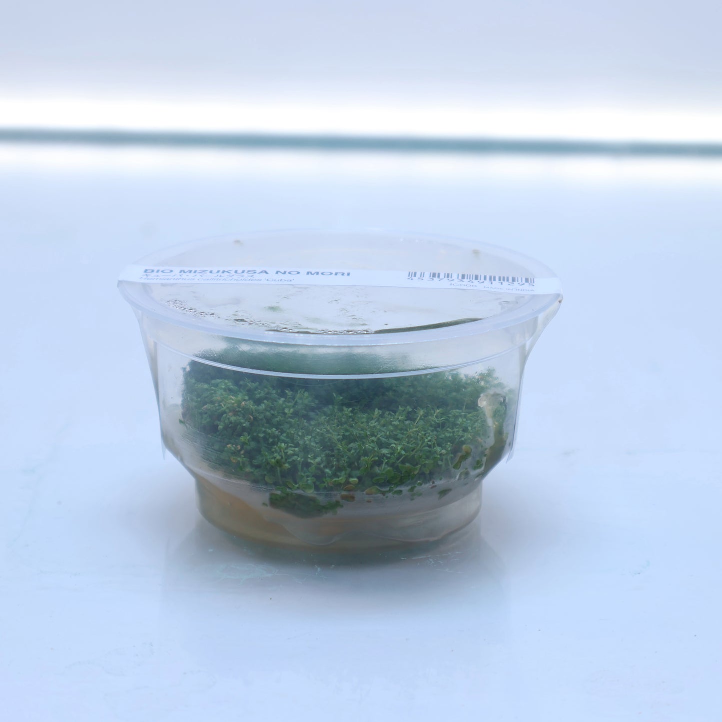 Plant : Hemianthus Callitrichoides Dwarf Baby Tears : Tissue Culture