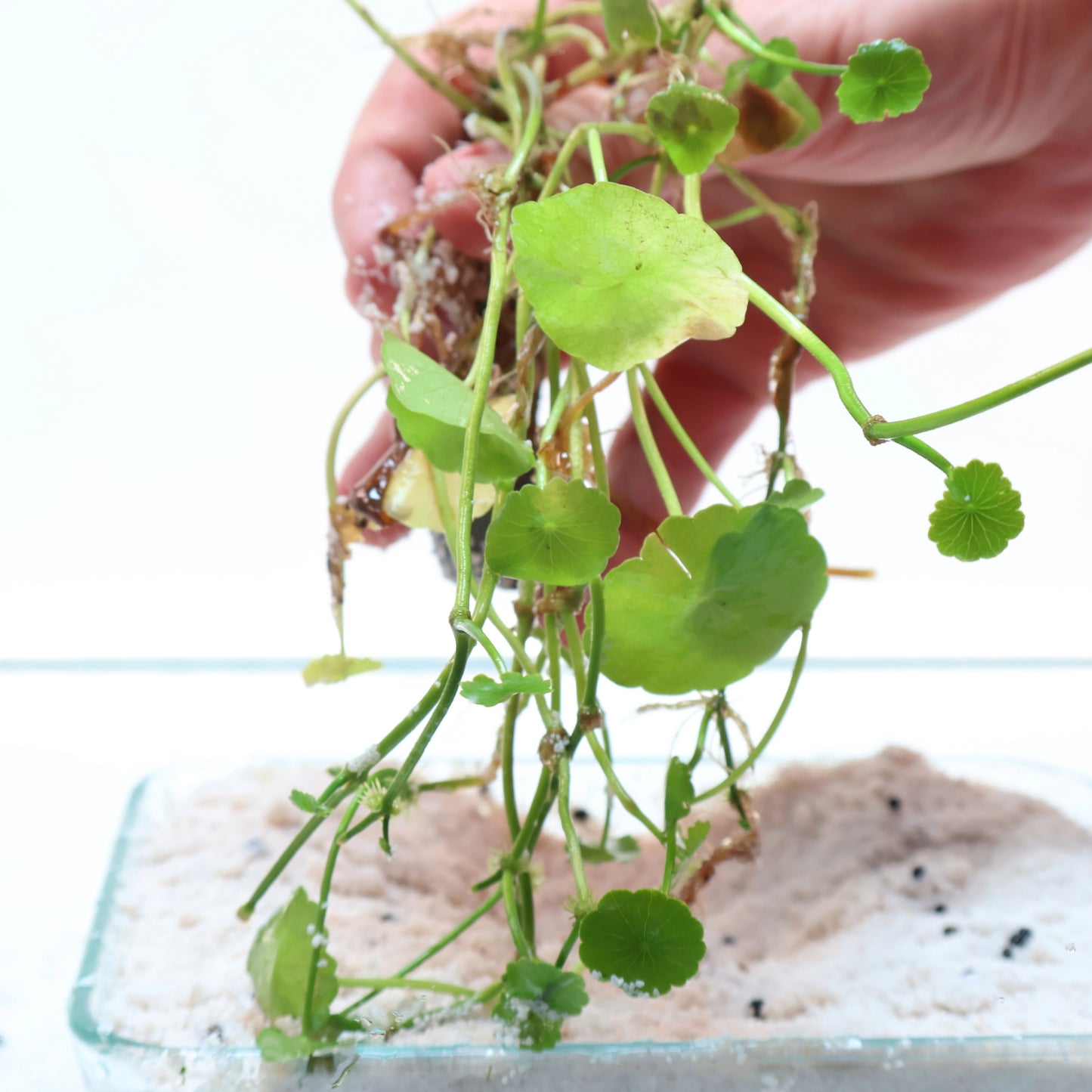 Hydrocotyle Verticillata Shield Pennywort:  Lead Bunch