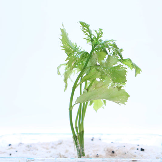 Hygrophila Difformis Water Wisteria:  Lead Bunch