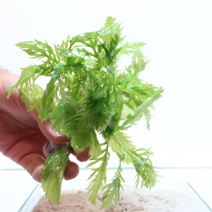 Hygrophila Difformis Water Wisteria:  Lead Bunch