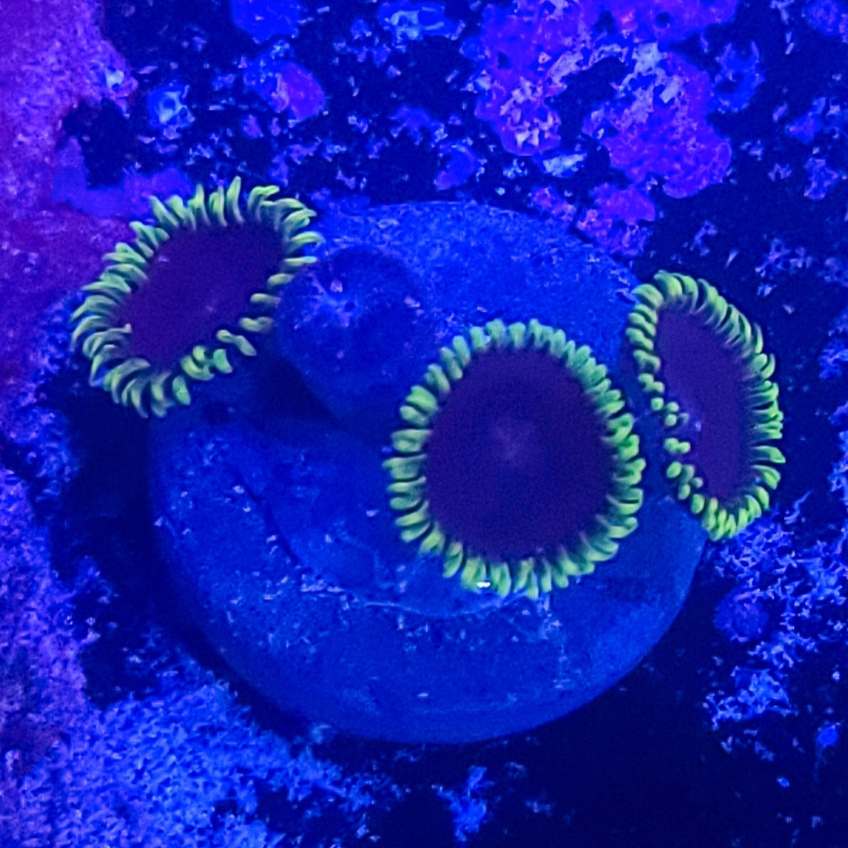 Zoanthid:  Joker 023 3B