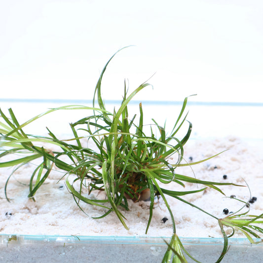 Juncus Fontanesii Repens:  Pot