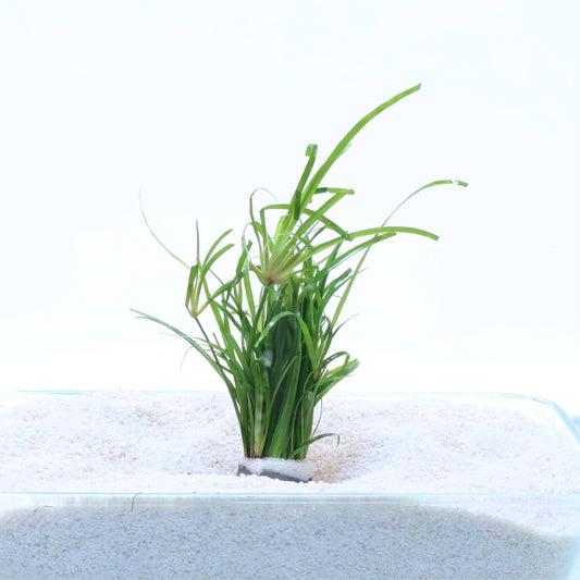 Juncus Fontanesii Repens:  Lead Bunch