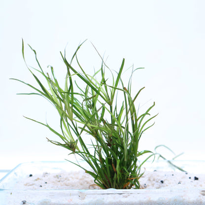 Juncus Fontanesii Repens:  Lead Bunch