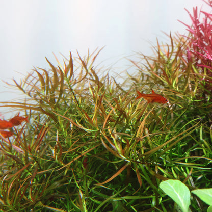 Ludwigia Arcuata Needle Leaf:  Lead Bunch